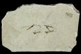 Fossil Crane Fly (Pronophlebia) Cluster - Green River Formation, Utah #111392-1